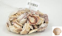 QF18A104 Natural shell decoration 0.5kg 0513019