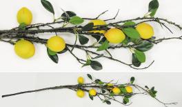 1.1m Big lemon branch 0516111