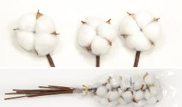 Cotton 60-70cm 10pcs/bundle 0516170