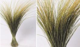 BEACH GRASS XL 120cm 0934500